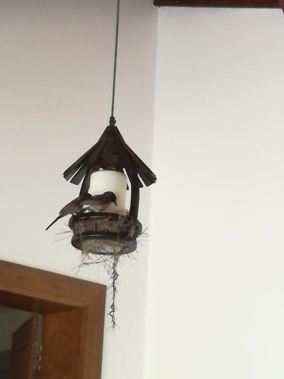 Hotel Bianco Terrace Negombo Zewnętrze zdjęcie